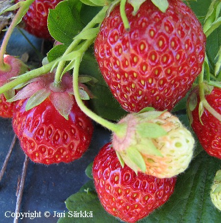 Fragaria ananassa   'Korona'